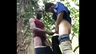 Gay cu to